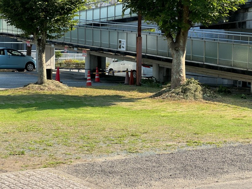 草刈り後の芝生